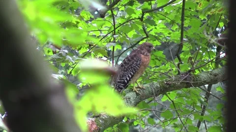 Coopers hawk perched on tree branch Stock Footage 54286834