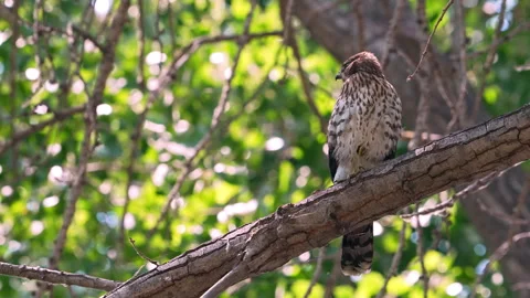 Cooper's Hawk perched in a tree looking around Stock Footage 341443534