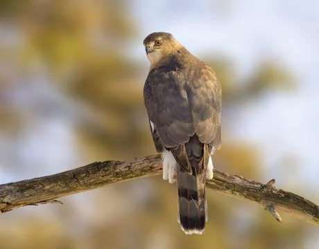 Cooper's hawk perched on a tree waiting for a meal Stock Photos
