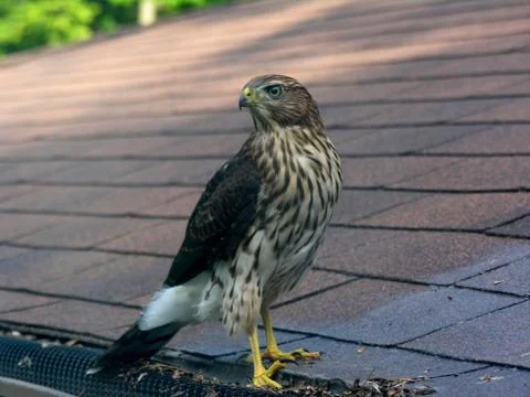 Cooper`s hawk Stock Photos