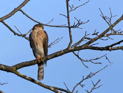 Cooper's Hawk Stock Photos