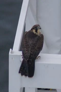 Cooper's hawk Stock Photos
