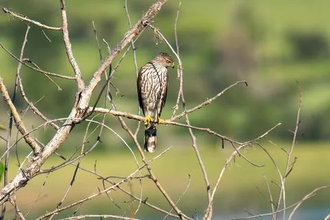 Cooper's Hawk 스톡 사진