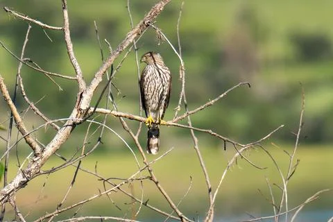 Cooper's Hawk Stock Photos