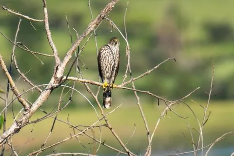 Cooper's Hawk Stock Photos