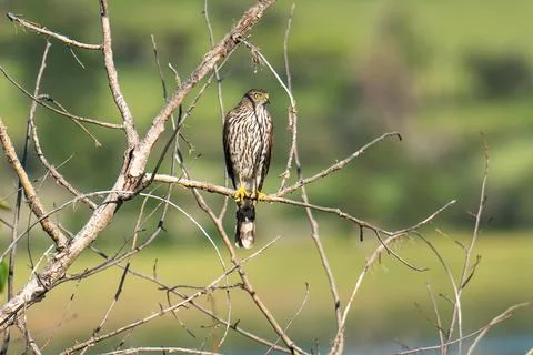 Cooper's Hawk Stock Photos