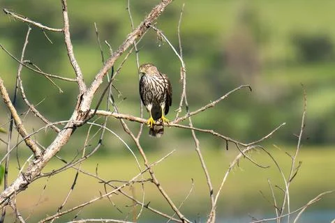 Cooper's Hawk Stock Photos