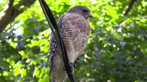 Coopers hawk sitting on electric wire Stock Footage 68640204