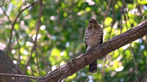Cooper's Hawk sitting in a tree chirping in slow motion Stock Footage 341445118
