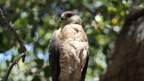 Coopers Hawk in Southern California Stock Footage