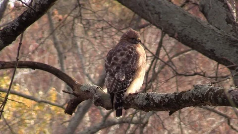 Coopers hawk on tree branch early morning sunlight forest Stock Footage 88244699