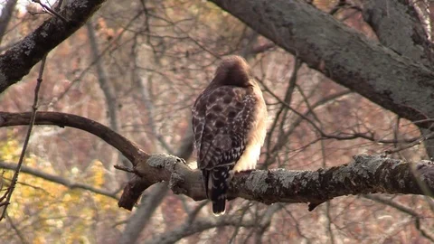 Coopers hawk on tree branch early morning sunlight Stock Footage 88244701
