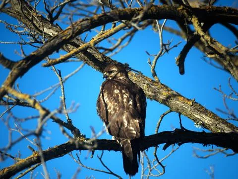 Coopers Hawk On a Tree Stock Photos