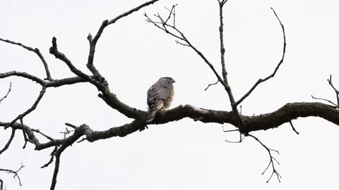 Coopers Hawk Waiting For Mate Stock Footage 156258131