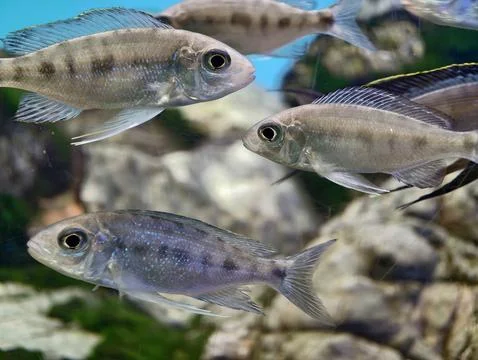 Coordinated display of shimmering silver fish moving together over rocks an.. Stock Photos
