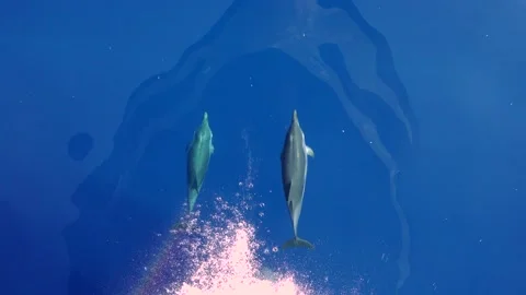 Coordinated Dolphins jumping together Stock Footage 150565784