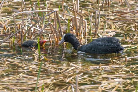 Coot and chick interacting in pond amidst reeds Stock Photos