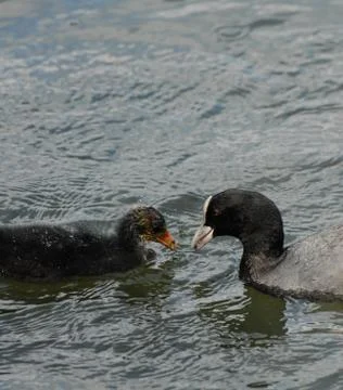 Coot and Chick Stock Photos