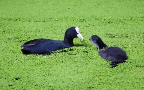 Coot and Coot Chick Stock Photos