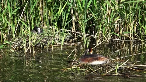 Coot and Grebe on nest next to reed collar 2 Stock Footage 215637745