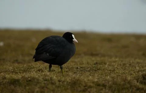 Coot on the bank Stock Photos