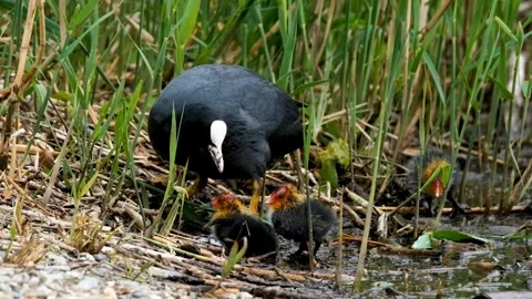 Coot bird with chick Video stock 270817609