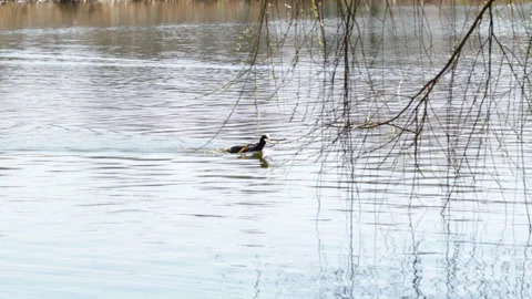 Coot bird drags a branch 库存影片 153382549