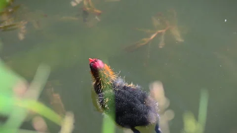 Coot bird feeding its chick in pond with foreground Stock-Footage 311706965