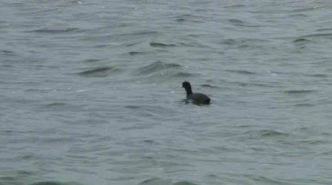 Coot Bird Stock Footage 10759259