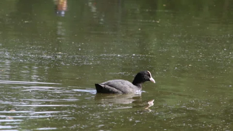 Coot bird on the lake 库存影片 91326917
