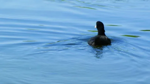 Coot bird on the lake 库存影片 91327790