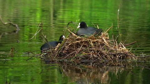 Coot Bird Nest Floating on Water with Chicks Stock Footage 331575441