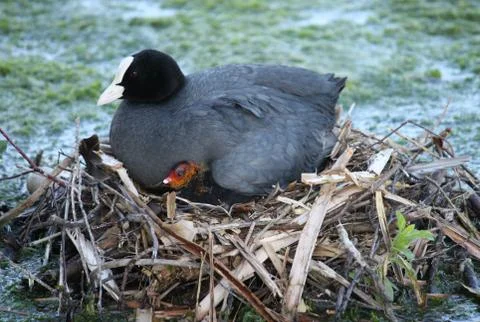 Coot Bird. Stock Photos