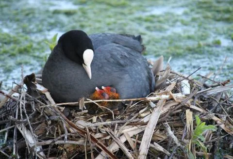 Coot Bird. Stock Photos