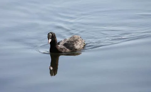 Coot Bird. Stock Photos