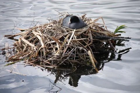 Coot Bird. Stock Photos