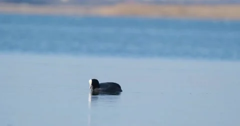 Coot bird in pond Stock Footage 130593447