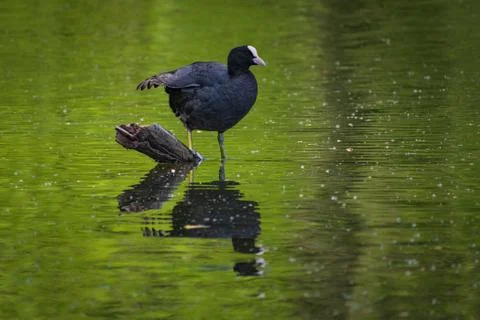 Coot bird in a pond Stock Photos