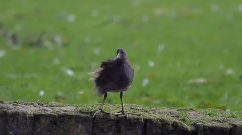 Coot Bird Scratching and Walking  Stock Footage 936129