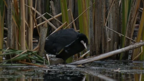 Coot bird scratching head with foot in swamp Stock Footage 331686696