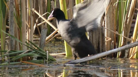 Coot bird splashes while taking a bath, flaps its wings and cleans feathers Stock Footage 158095067