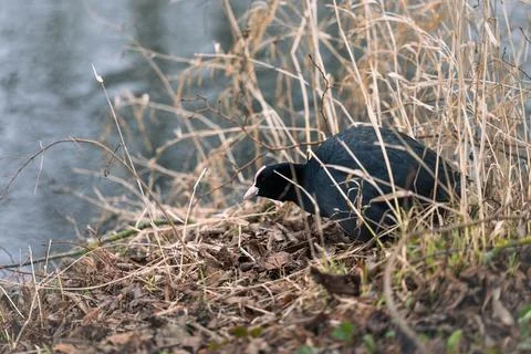 Coot bird standing atop a patch of tall grass and brush by a tranquil river Stock Photos