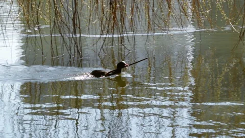Coot bird with stick Video stock 153276775