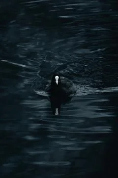 Coot bird with a white beak patch swimming on dark water, creating soft Foto stock