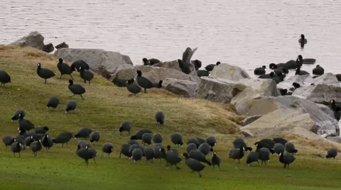 Coot Birds Field  Stock Footage 1019863