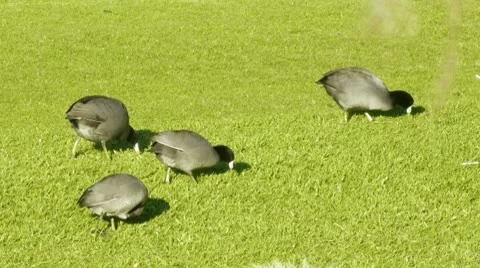 Coot Birds Grazing Stock Footage 10592118