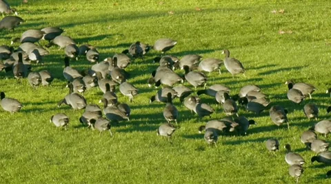 Coot Birds Scared Away Stock Footage 10591940