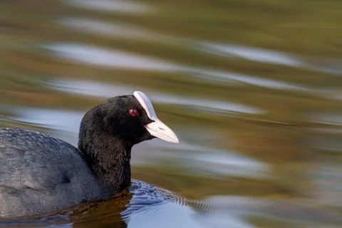 Coot blinks while swimming on a spring lake Fotos de archivo
