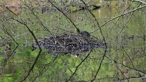 Coot building on her nest, spring Stock Footage 153612844