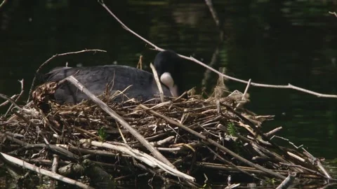 Coot building the nest Stock Footage 264766590